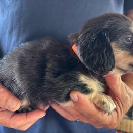 Orange Collar Girl - Black and cream female Dachshund puppy in Maumelle, Arkansas from Smokehouse Doxies