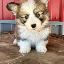 Orange Collar Boy Oakley - Sable male Pembroke Welsh Corgi puppy in Paris, Kentucky from Flat Run Corgis