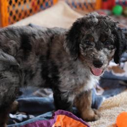 Gregson - Blue merle male Bernedoodle puppy in Springfield, Missouri from Doodle Dandy Bernedoodles