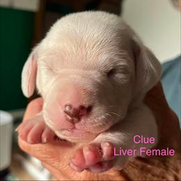 Clue - White and liver brown female Dalmatian puppy in New Jersey from Prestige Dalmatians