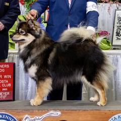Blix - Finnish Lapphund