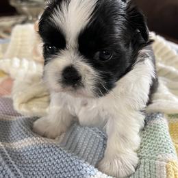 Lily - Black and white female Shih Tzu puppy in Puyallup, Washington from Sugar and Spice Shih Tzu