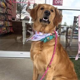 Golden Retrievers and Labrador Retrievers from Rucker Retrievers
