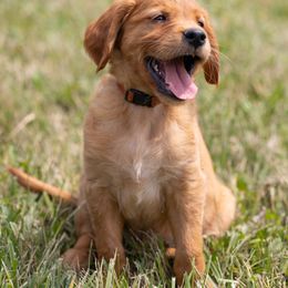 Golden Retriever Puppies from Stormy Hill Golden Retrievers