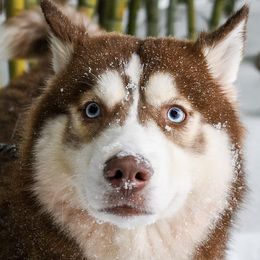 Siberian Huskies from Siberian's Of Fire And Ice