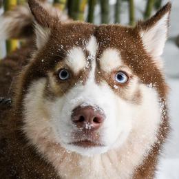 Siberian Huskies from Siberian's Of Fire And Ice