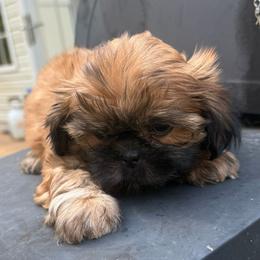 Ruby - Red female Shih Tzu puppy in Covington, Georgia from Top Hats 2  Shih Tzu’s