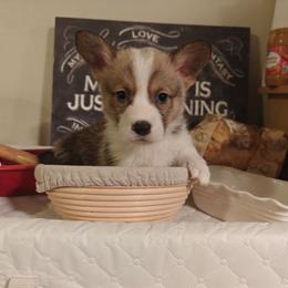 Timon - Sable male Pembroke Welsh Corgi puppy in Saint John, Washington from Fuzzbutt Farm's Corgis
