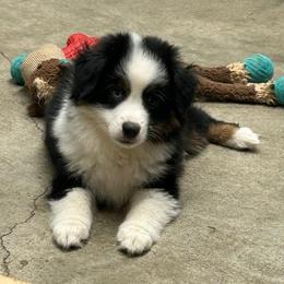 Boy 1 Cannon - Black tri male Miniature Australian Shepherd puppy in Bristow, Iowa from Pine Ridge Toy and Mini Aussies