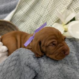 Miss Purple - Golden rust female Vizsla puppy in Lexington, Kentucky from Summit Vizsla (we can deliver to you)