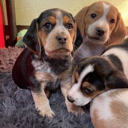 Beagle Puppies from Daisy Mountain Beagles