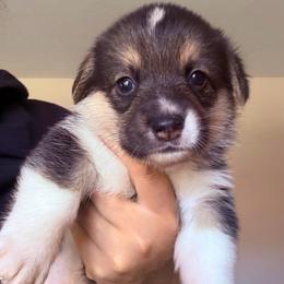 Luca - Black and tan male Pembroke Welsh Corgi puppy in Saint Johns, Florida from Colebrooke Farm