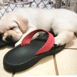Labrador Retriever Puppies from Flashylabs AKC GRAND CHAMPION SIRED