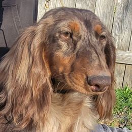 Heath - Dachshund