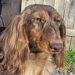 Heath - Dachshund