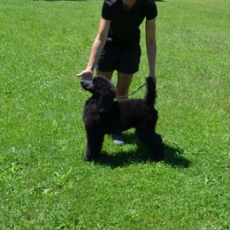 Poodle Puppies from D and D Standard Poodles