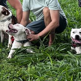 Staffordshire Bull Terrier Puppies from 1LoveStaffies-Hawaii