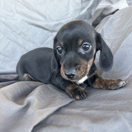 Christmas - Black and tan male Dachshund puppy in Tonopah, Arizona from Brandie's Dachshunds