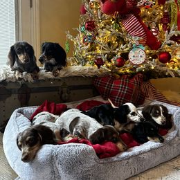 Dachshund Puppies from Dachshund Den
