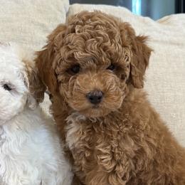 Bernedoodles and Poodles from Happy Tails Doodles