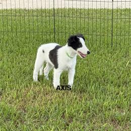 Axis - White and black male Silken Windhound puppy in Magnolia, Texas from Entourage Silken Windhounds