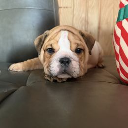 Bubba - Fawn male Bulldog puppy in Marysville, Washington from English Bulldogs WA
