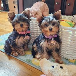 Yorkshire Terrier Puppies from Diamond in a Rough Yorkies