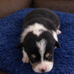 11 Dark blue collar - Black and tan male Pembroke Welsh Corgi puppy in Port Republic, Maryland from Bestfurends