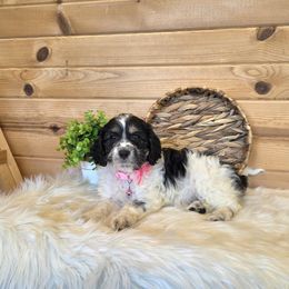 F1B Meet Allie :) - Tri-color female Cavapoo puppy in Centerville, Iowa from Barnyard Dachshunds, Dals & Doodles