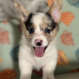 American Corgi and Pembroke Welsh Corgi Puppies from Flying K Corgis