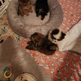Pomeranian Puppies from Pom