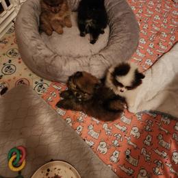 Pomeranian Puppies from Pom