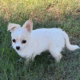 Dave - Fawn male Chihuahua puppy in Seneca, Missouri from Stephanie’s Puppy Colony