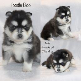 Toodle Doo - Black and white male Pomsky puppy in Denham Springs, Louisiana from Bayouland Pomskies