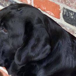Labrador Retrievers and Sussex Spaniels from ASK Dogs