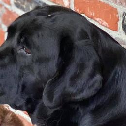 Labrador Retrievers and Sussex Spaniels from ASK Dogs
