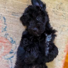 Wade - Black male Goldendoodle puppy in Soddy Daisy, Tennessee from The W Doods