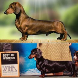 Dachshunds from Rosewood Kennels