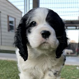 Catahoula Leopard Dog and Cocker Spaniel Puppies from Rich Cat’s