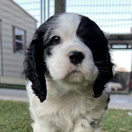 Catahoula Leopard Dog and Cocker Spaniel Puppies from Rich Cat’s