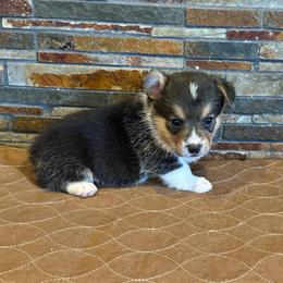 Boy1 - Black and tan male American Corgi puppy in Visalia, California from VIP Stables