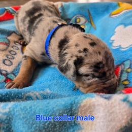 Blue collar - Merle male Great Dane puppy in Ulen, Minnesota from Hogenson Family Farm