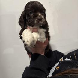 Dain - Brown white and tan male Cocker Spaniel puppy in Bliss, New York from AK Another Shot Kennel
