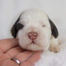 Blossom - Chocolate female Australian Labradoodle puppy in Redding, California from Shasta Royal Monroe Puppies
