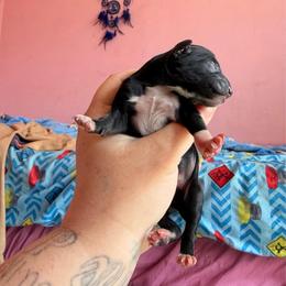 Groot - Black and white male Xoloitzcuintli puppy in Manitowoc, Wisconsin from Wonderland Kennel