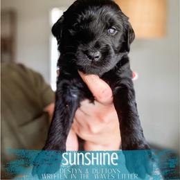 Sunshine - Black female Goldendoodle puppy in Soddy Daisy, Tennessee from The W Doods