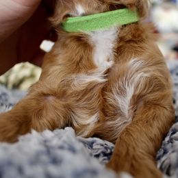 Bernedoodle, Goldendoodle, and Poodle Puppies from Raintree Standard Poodles & Mini Doodles