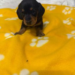 Black and tan female - Black and tan female Dachshund puppy in Rome, Georgia from Jade’s Dachshunds