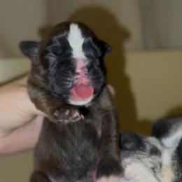 Rorschach's Late Night - Brindle male Boxer puppy in Seward, Nebraska from Rorschach Boxers