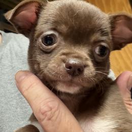 Tootsie - Chocolate and white female Chihuahua puppy in Orange, Texas from Tiny Paws from God